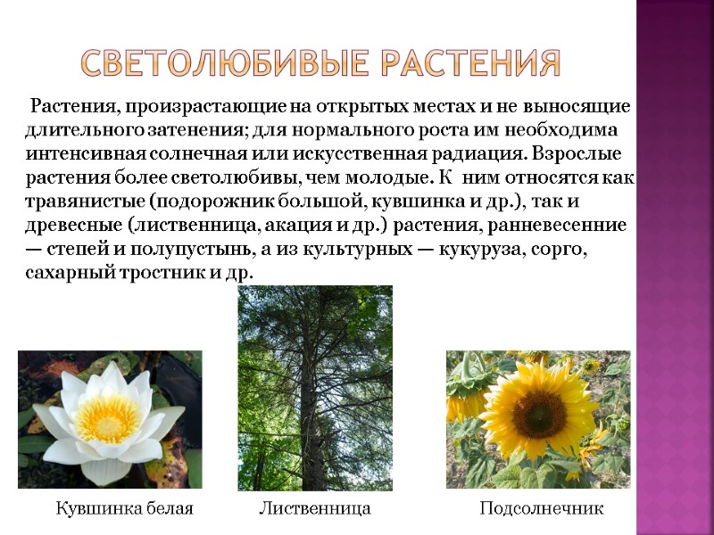 Светолюбивые растения  Растения, произрастающие на открытых местах и не выносящие длительного затенения; для